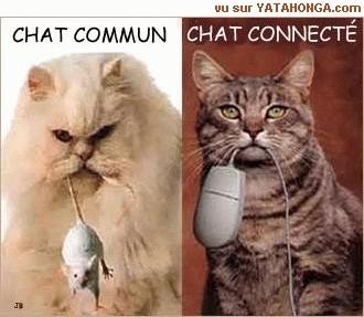 les chats ont changer